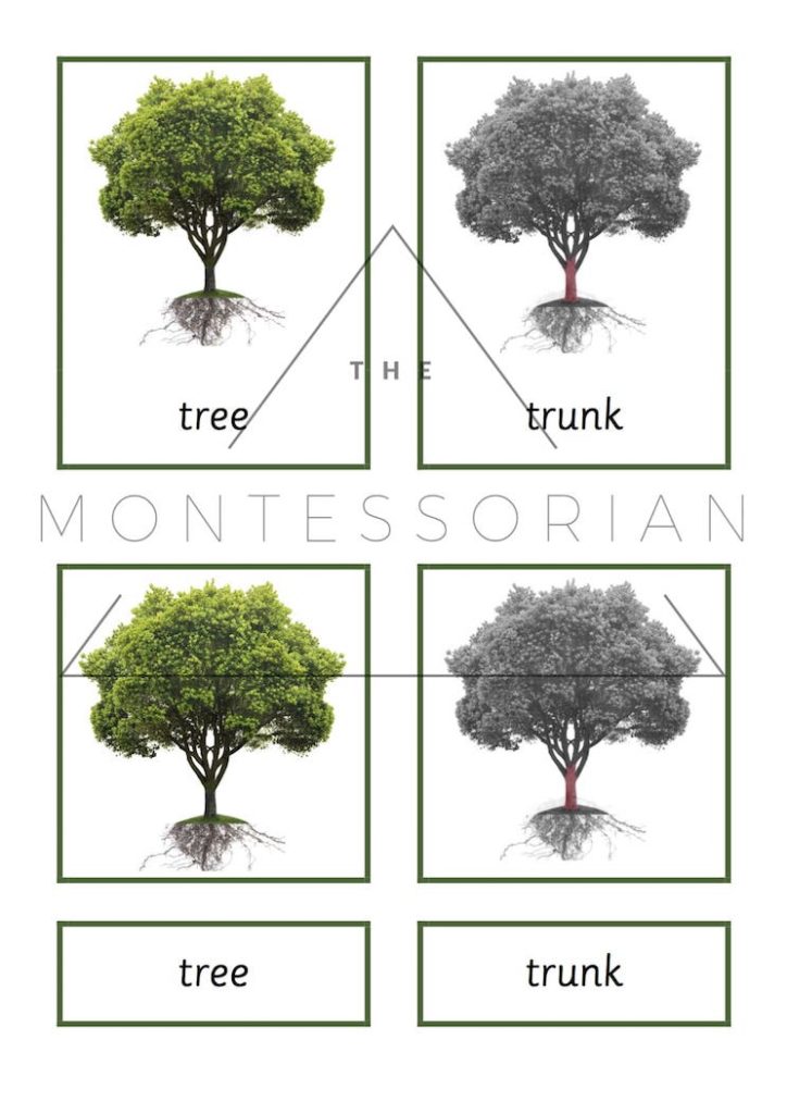 Tree Three Part Cards (PDF) – The Montessorian