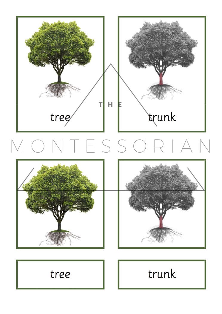tree-three-part-cards-pdf-the-montessorian